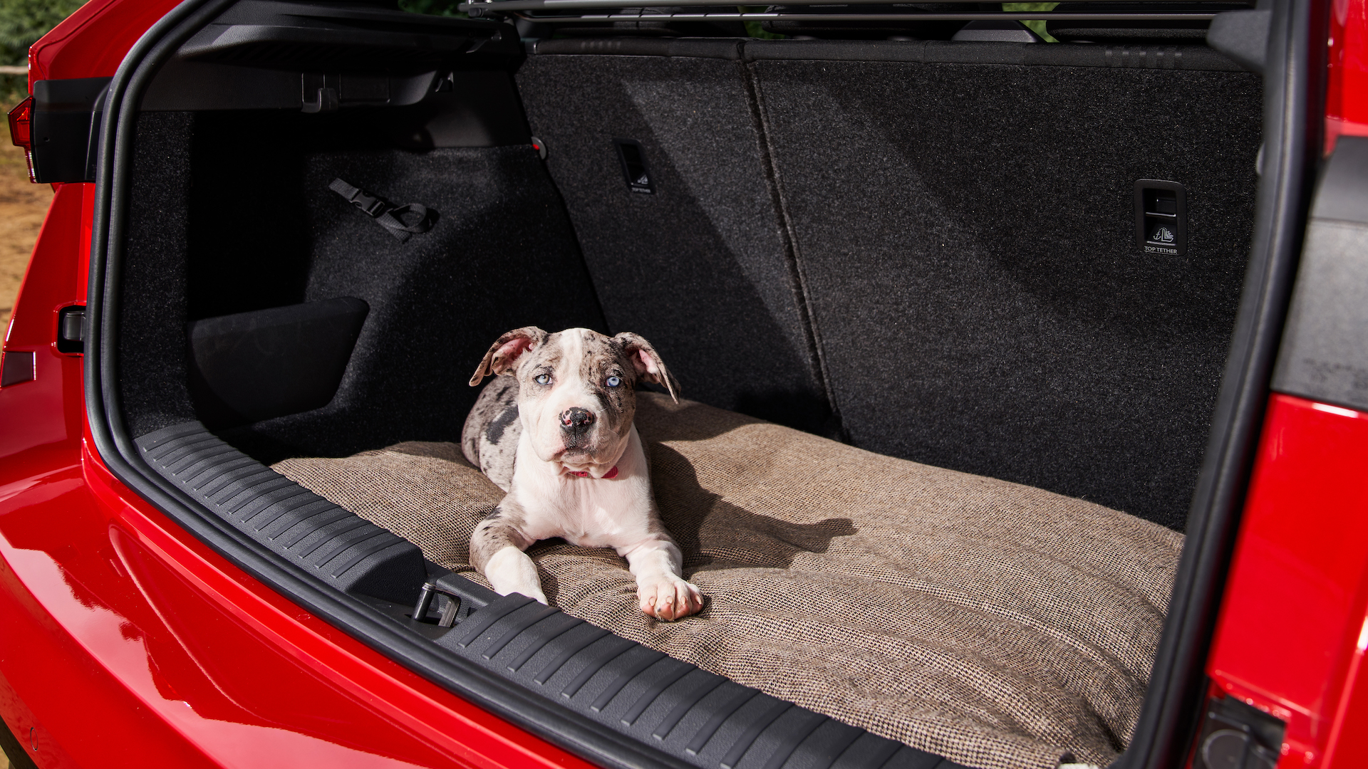 The top 10 best cars for dogs and dog owners carwow