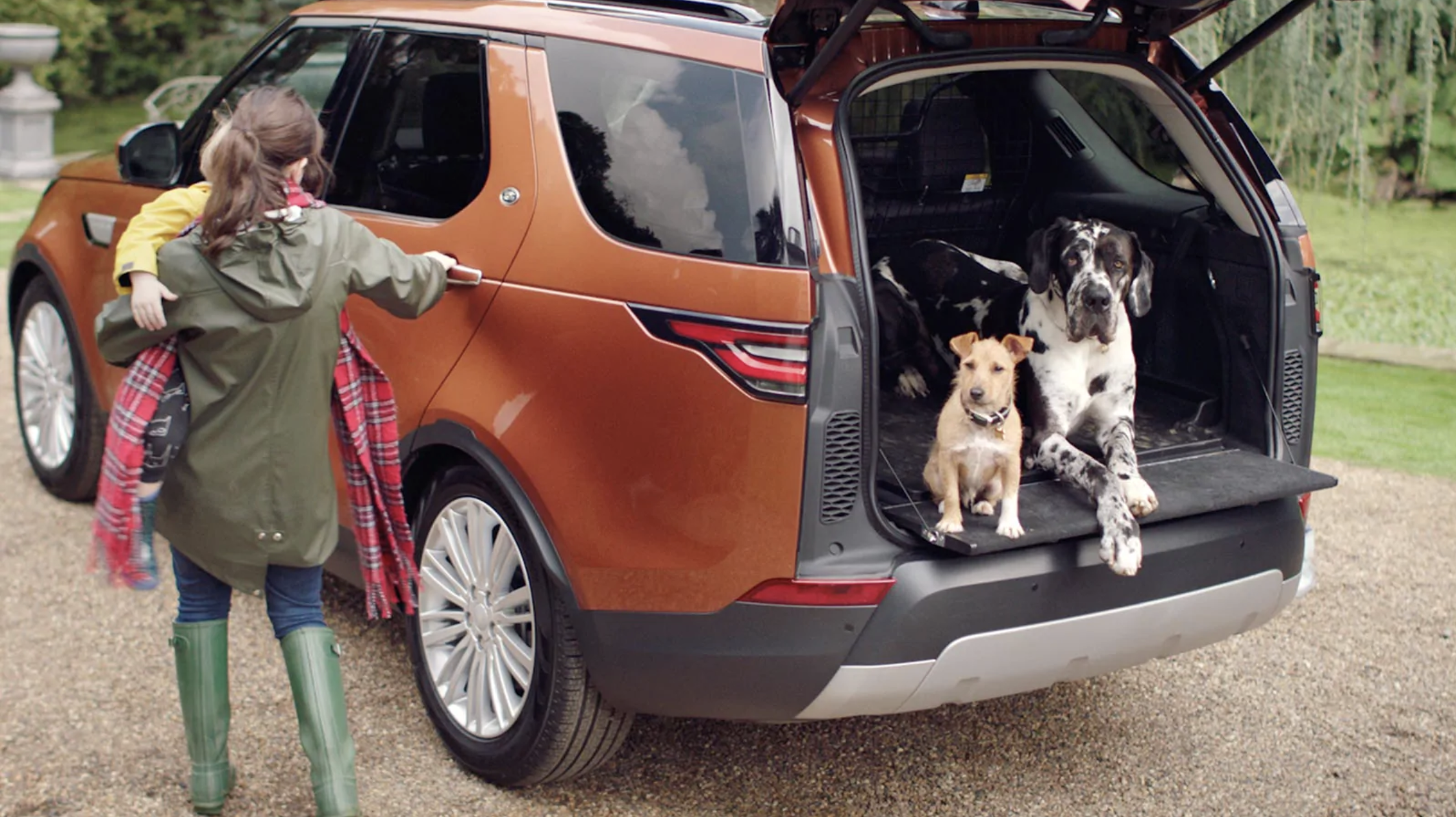 dog in boot of car